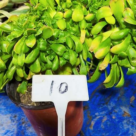 多肉植物香炉盘缀花
