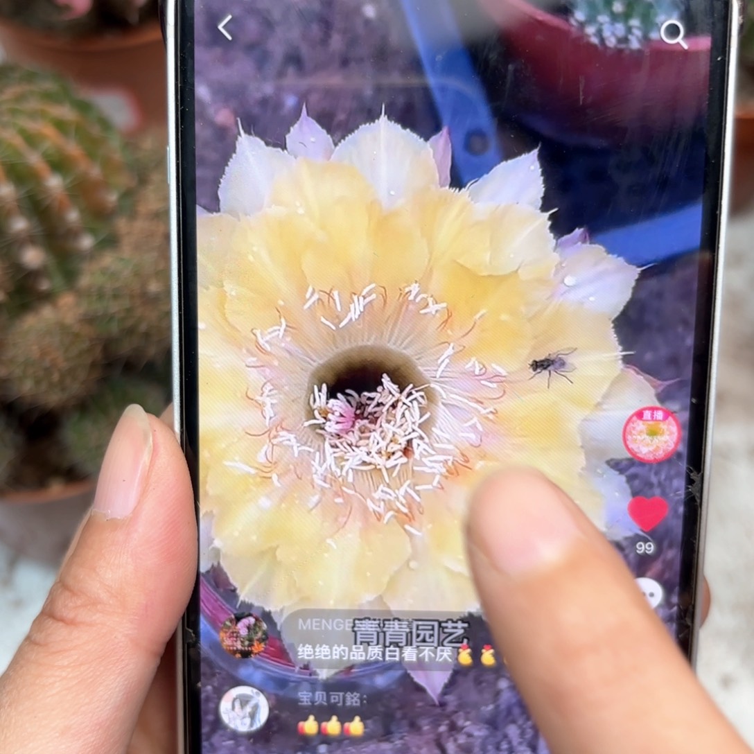 彩草黄金丝8公分左右