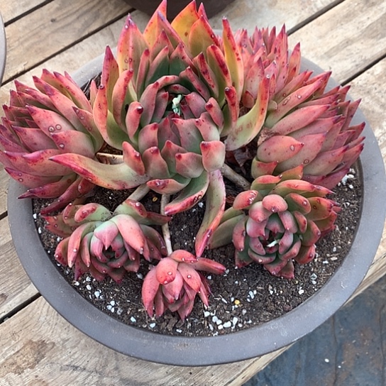 美肉特价活动开始啦