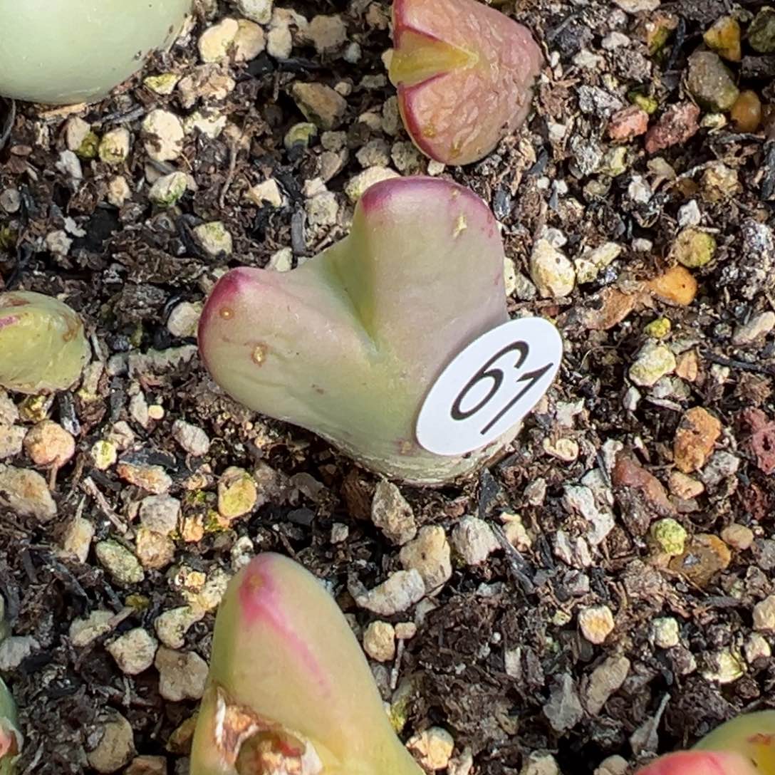 多肉植物111111111111111