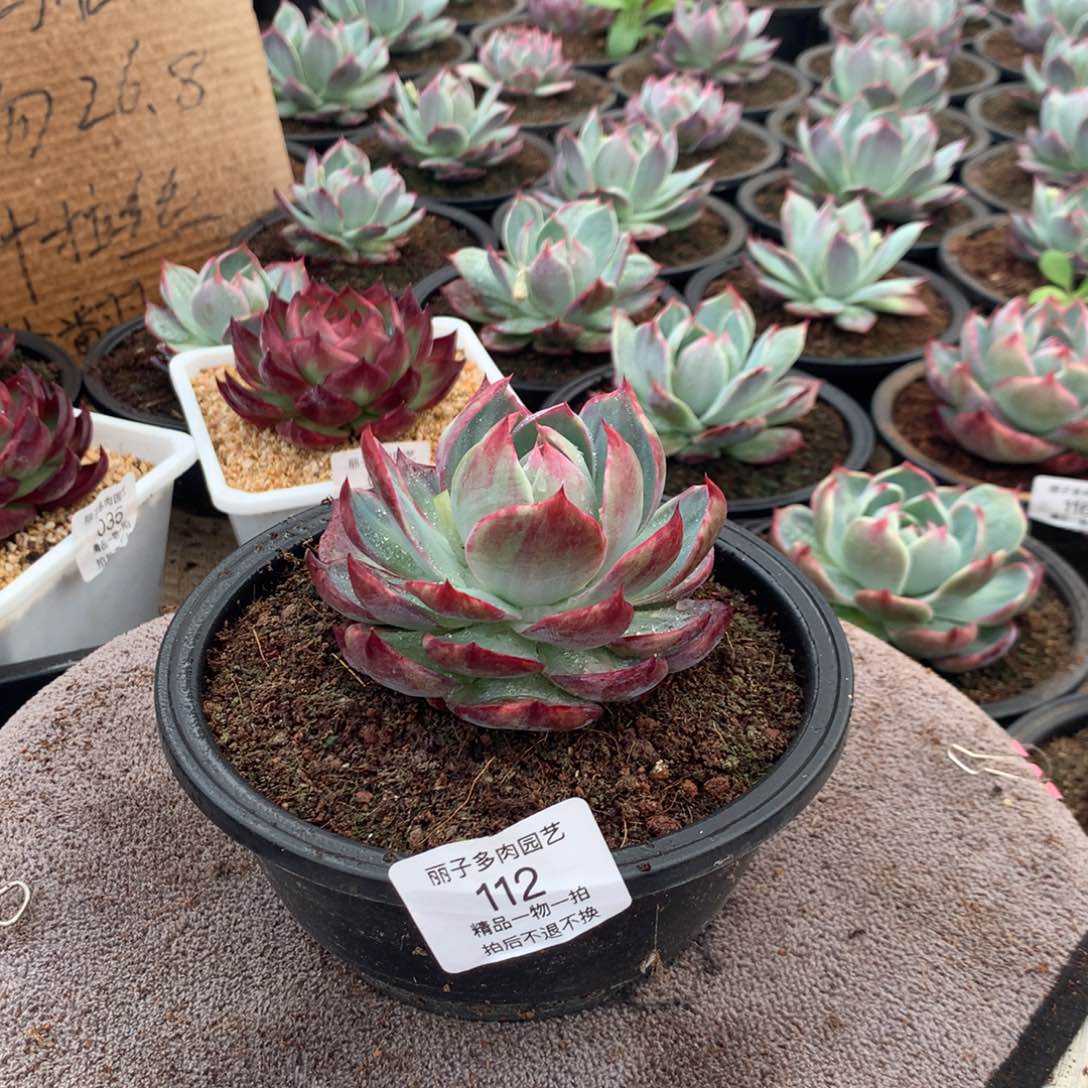 112惊鸿一物一拍。尺寸10。多肉植物