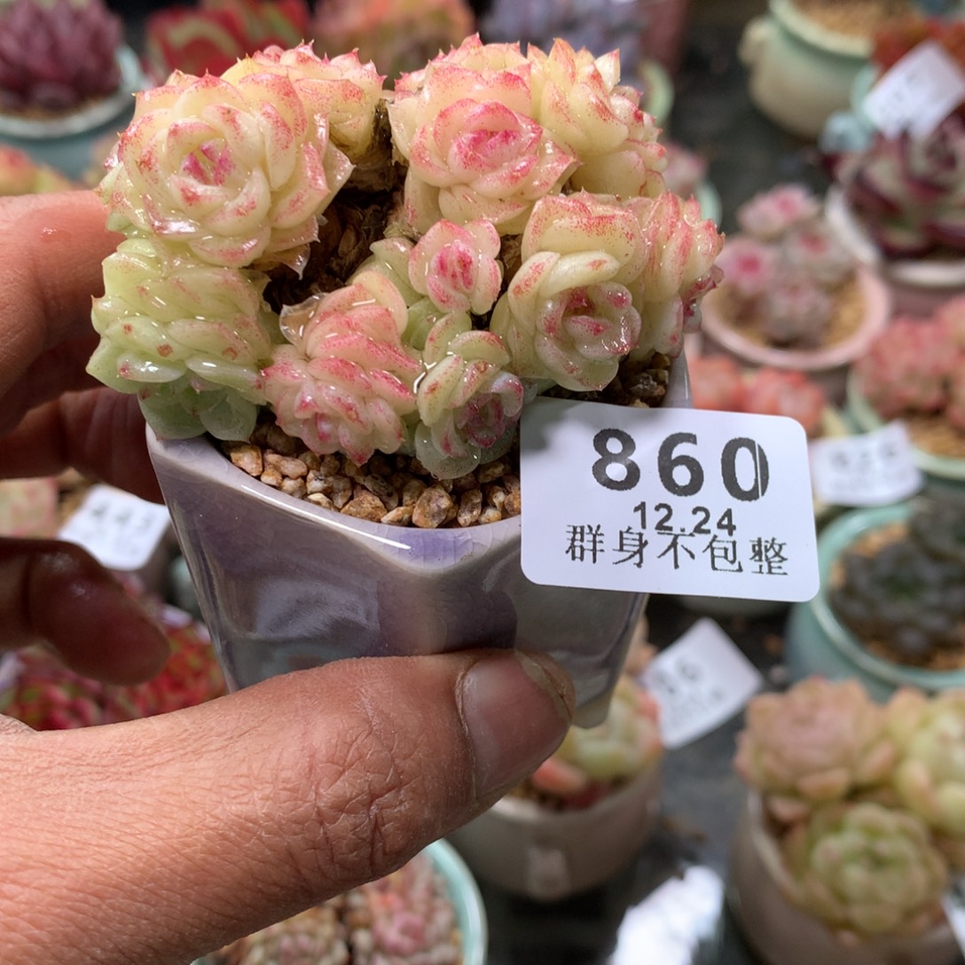 精控拇指盆12.24860