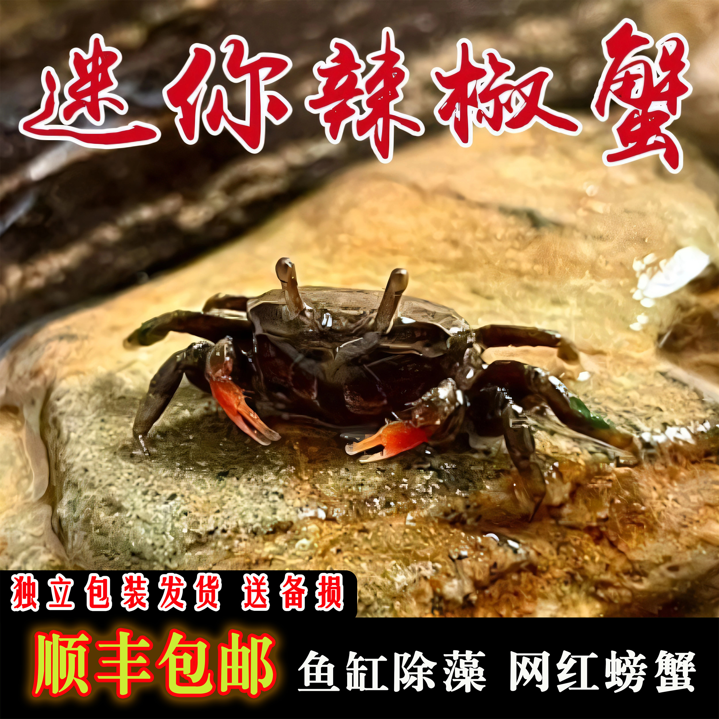 迷你辣椒孔雀鱼虾斑马鱼混养适用除涡虫除藻的出苗桶鱼缸装饰造景