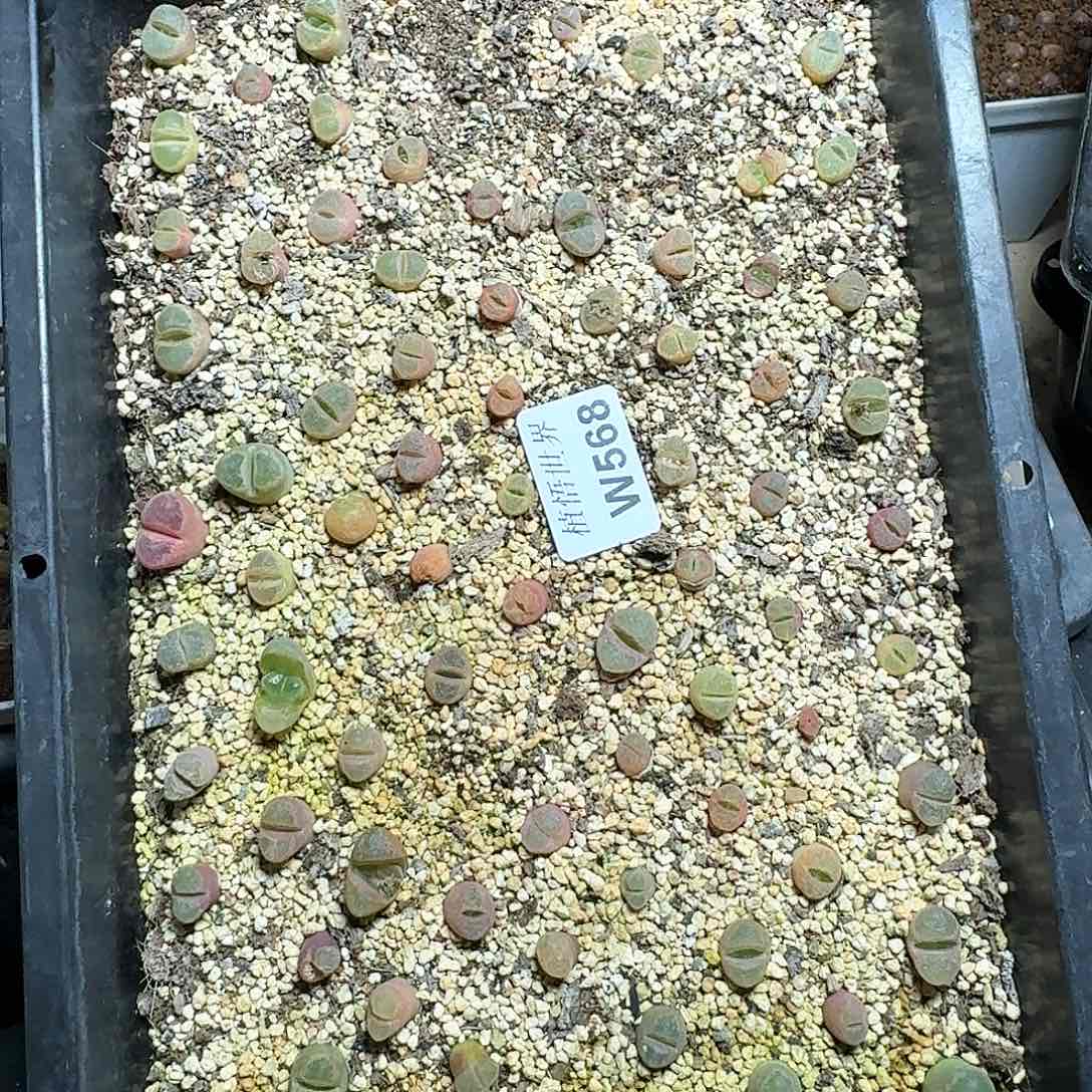 568盒多肉植物哇f f