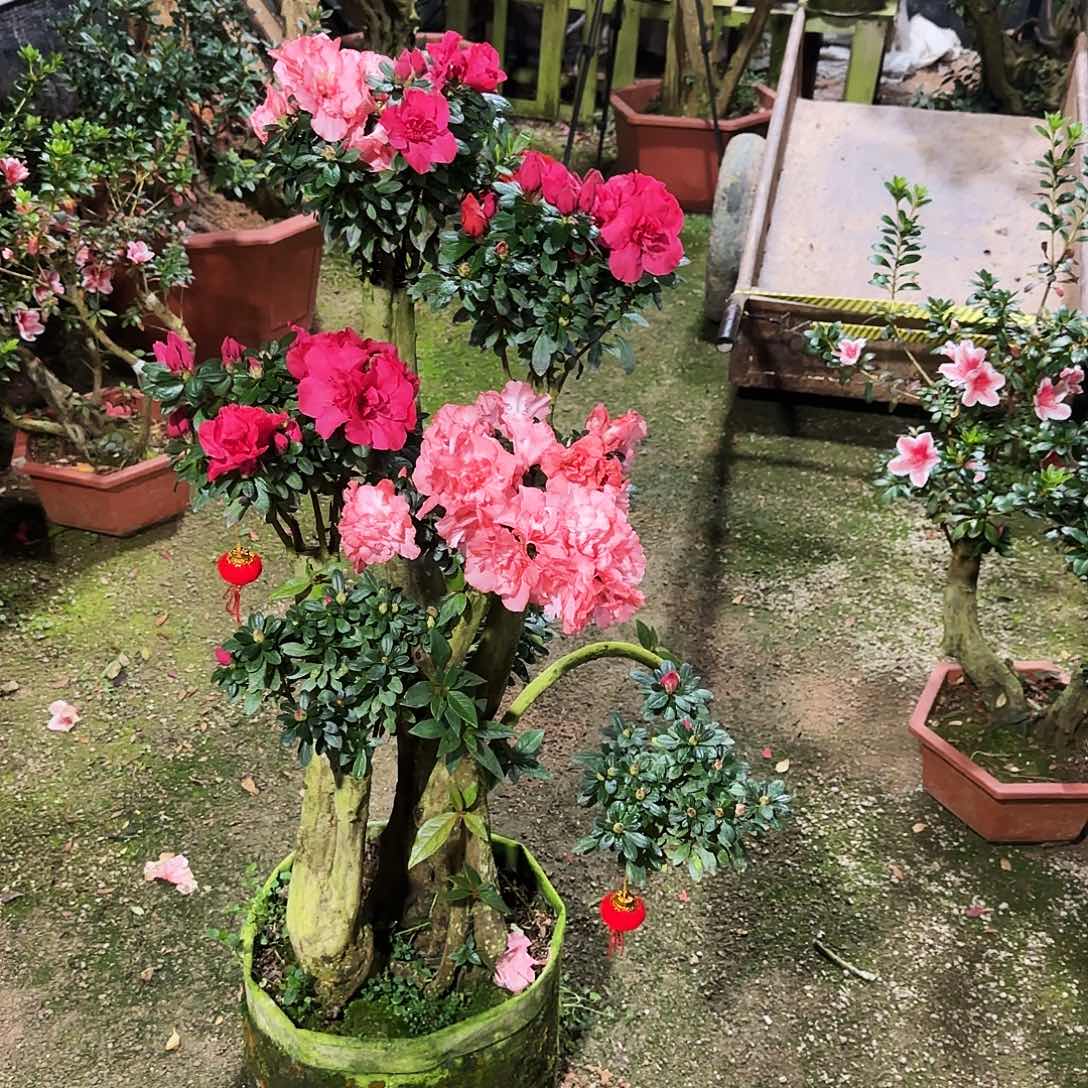 杜鹃盆景杜鹃老桩用****选