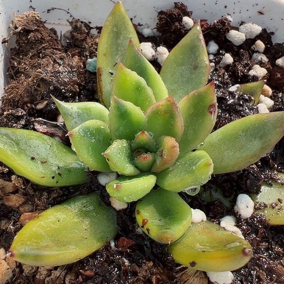 野马锦，黄锦多肉植物