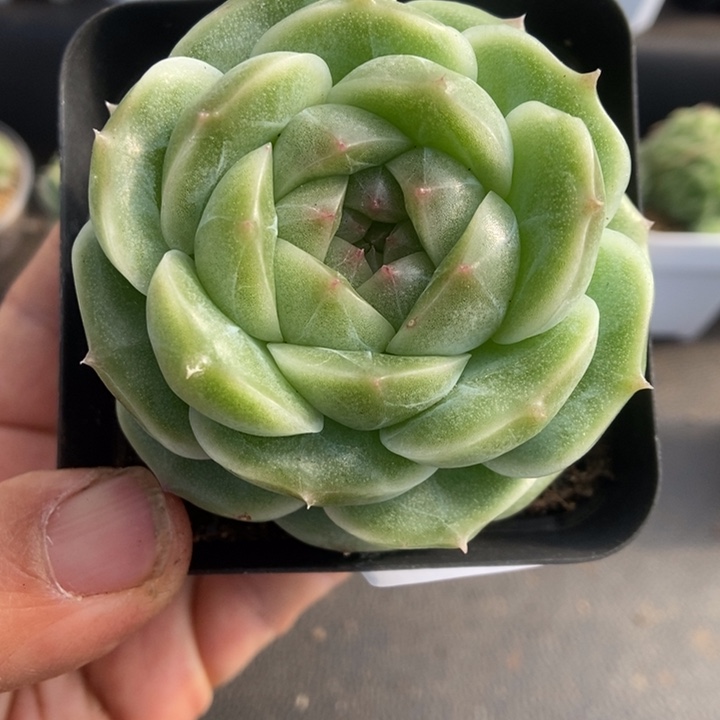 一物一拍一物一拍1116-371