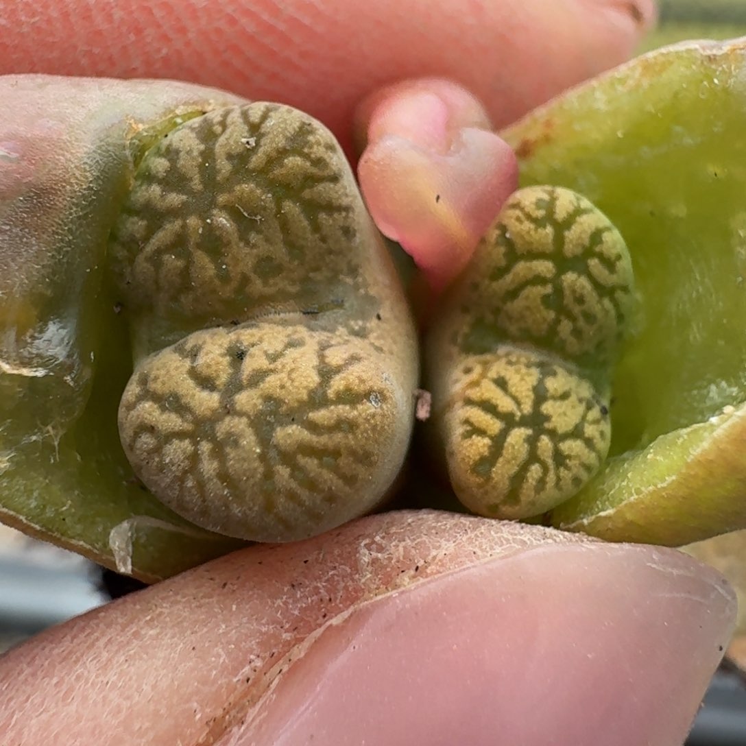 170鸟哈尼。 0000000000