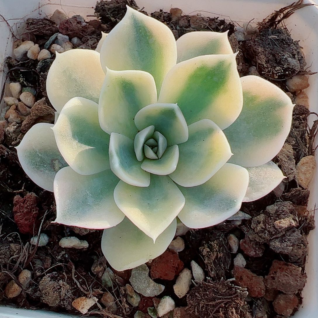 汉堡锦，覆轮锦多肉植物