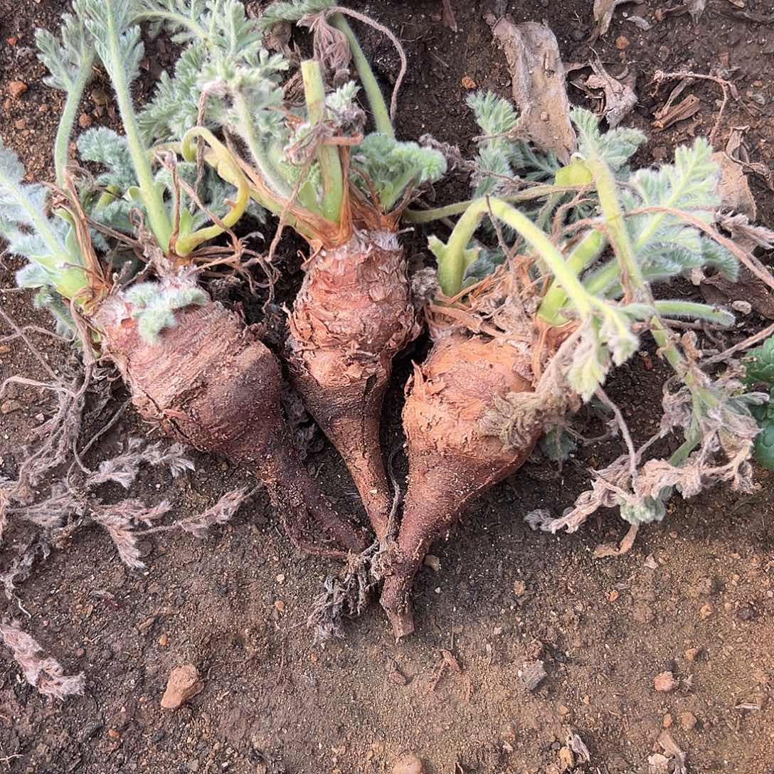 多肉植物雨衣洋葵