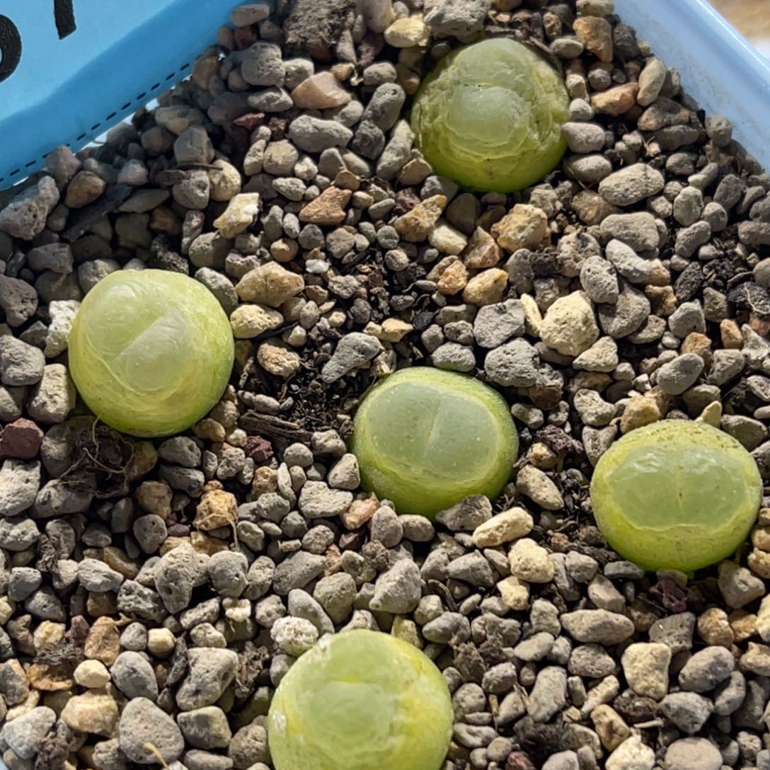 6795日系拉登五颗 