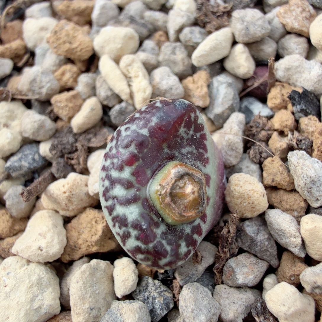 TS603原始母本 1-4-L19