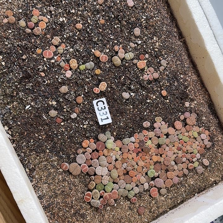 生331石花整框脱土发货不售后