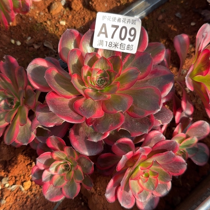 多肉法师朵朵纳福