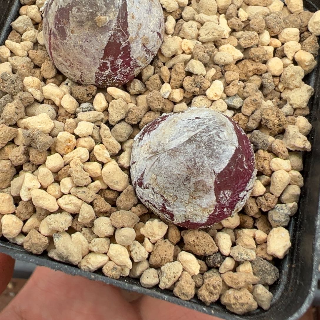 8-194灯泡多肉植物