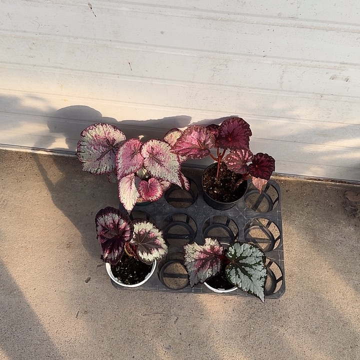 无花朵1413 活动链接无售后 介意勿拍