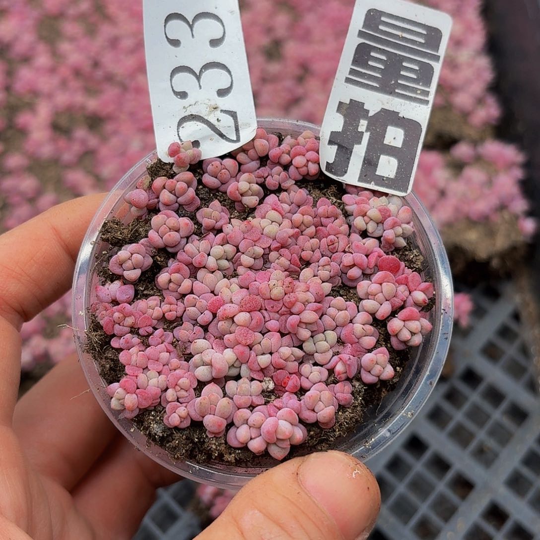 多肉植物多肉植物233量拍
