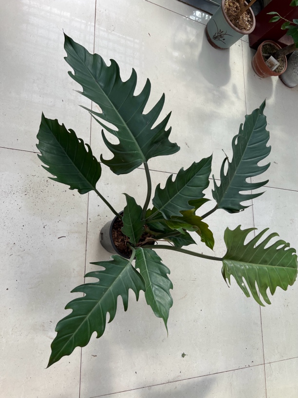 大型室内网红冥王星蔓绿绒绿植盆栽好看好养