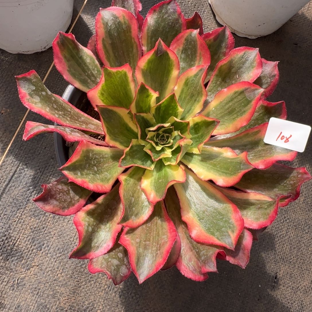 幸***我106魅影诺肉一一一