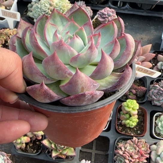 280惊鸿多肉植物多