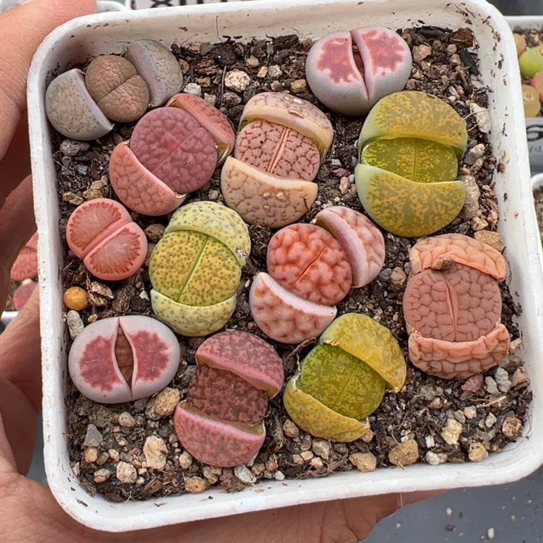 1.20好看的多肉943