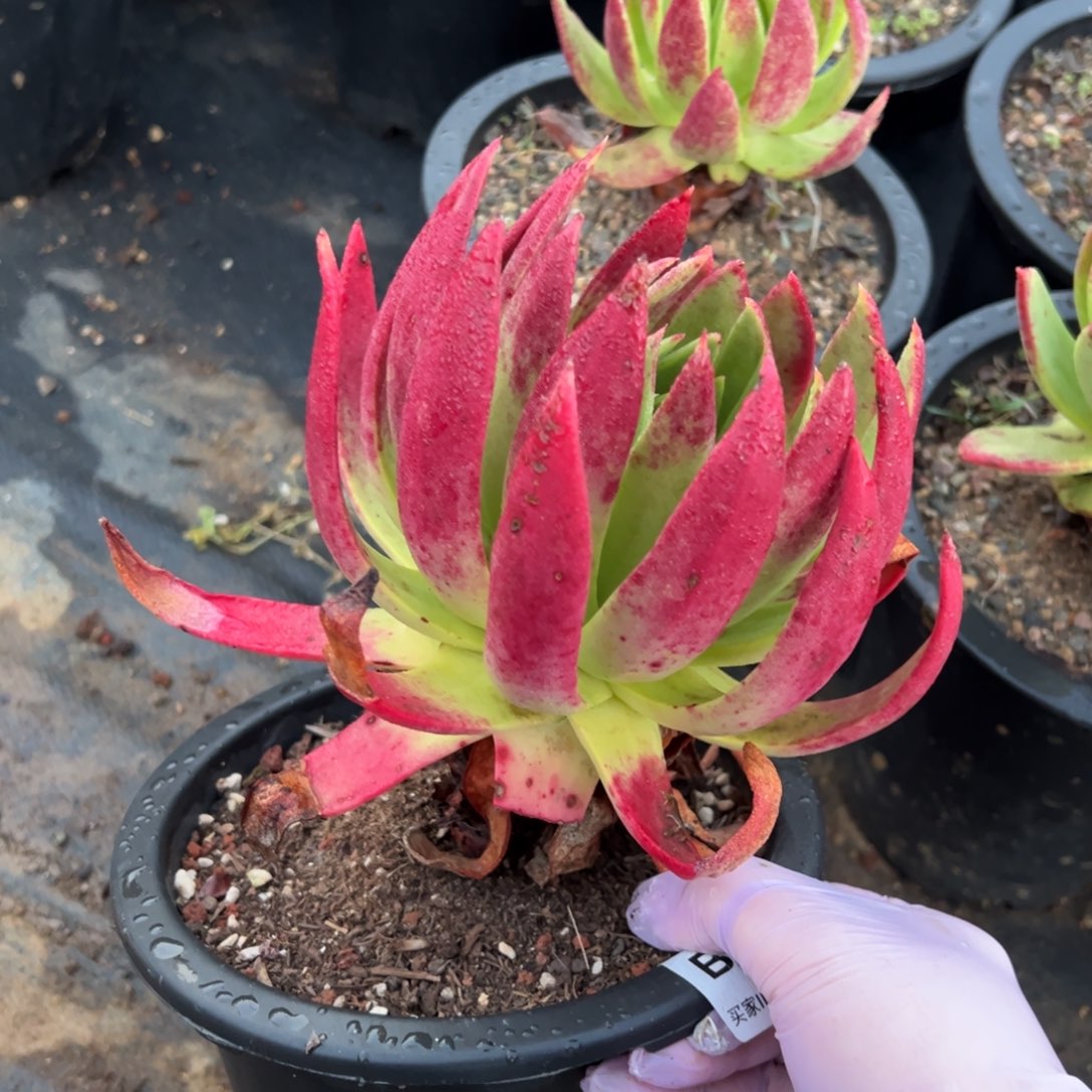 2376坎代哈哈哈哈哈哈哈