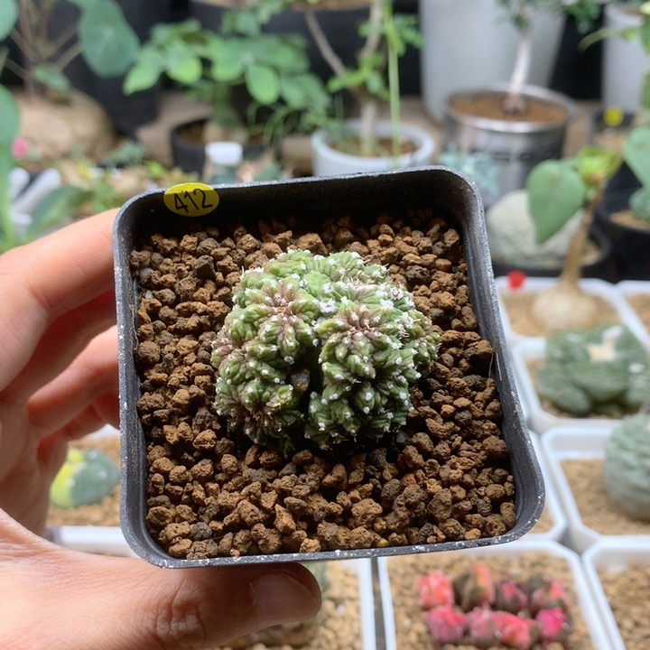 老花笼仙人球自根带盆412（没有木心）