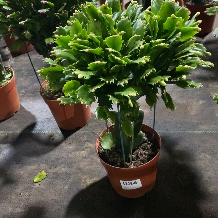当前无花栽培后可以开花034嫁接白玛丽