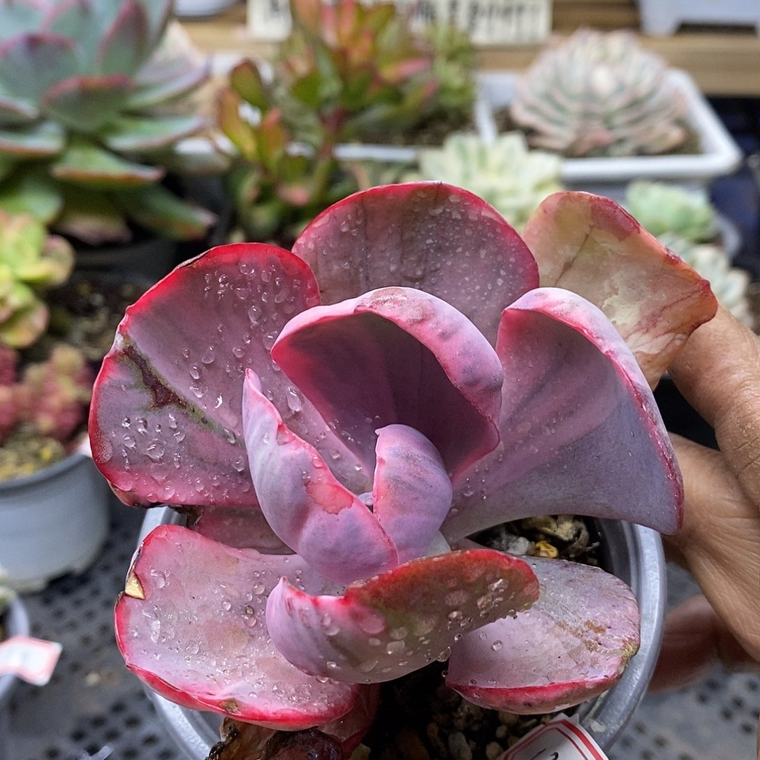 01124 蓝玫瑰锦多肉