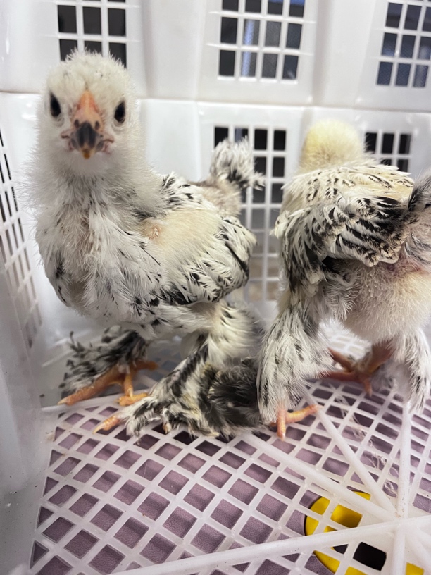 婆罗门鸡2只发货