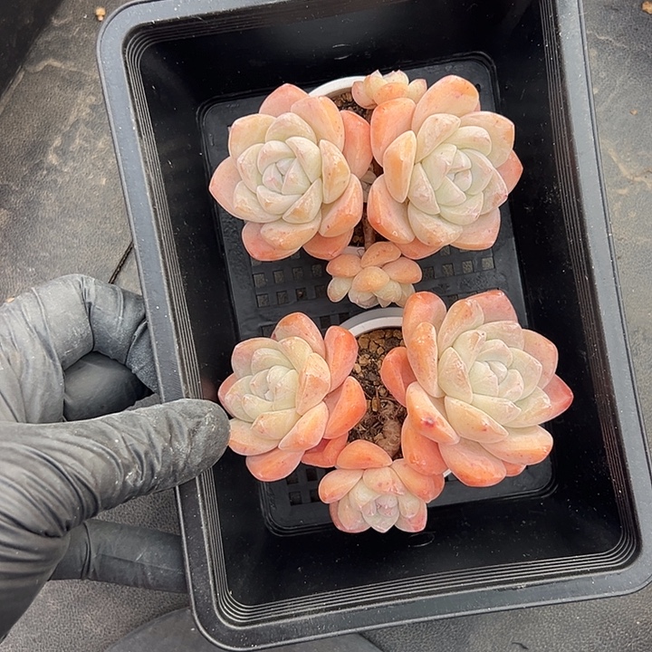 3380，俩个三头冰玉带盆发的