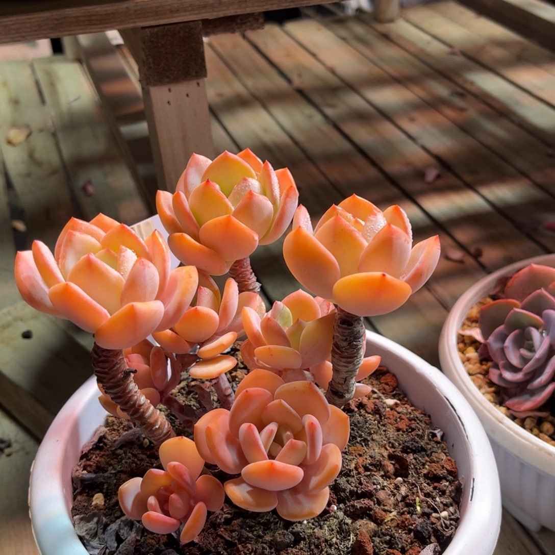 白月光suinvgehenvlvm