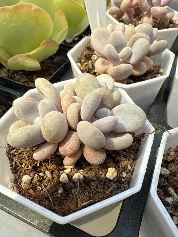 满9.9包邮 精品桃蛋多肉植物