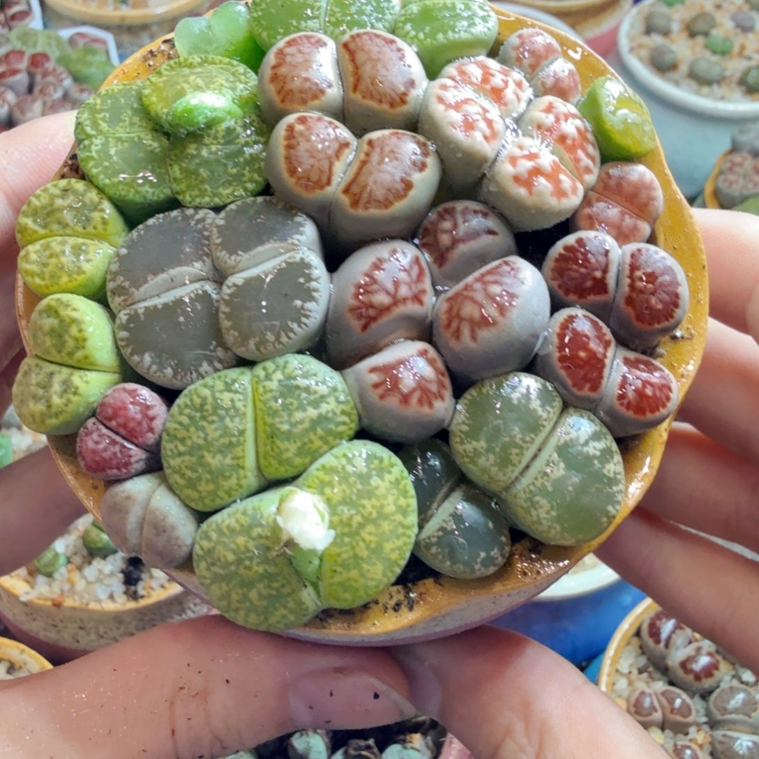 多肉植物的生长发育和49