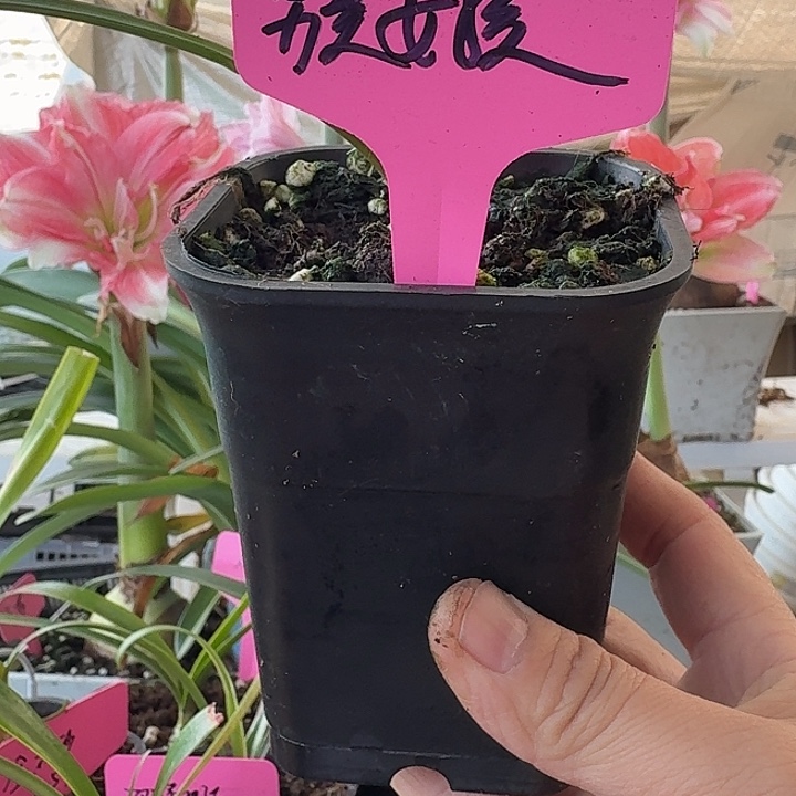 无花朵另类女孩朱顶红直径1.2-1.5