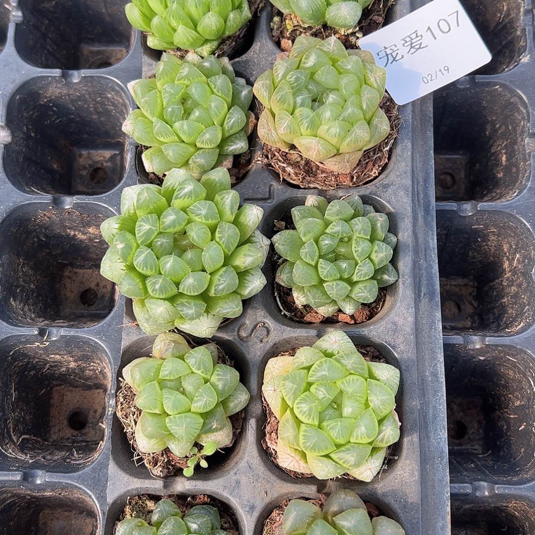 直播福利一物一拍107