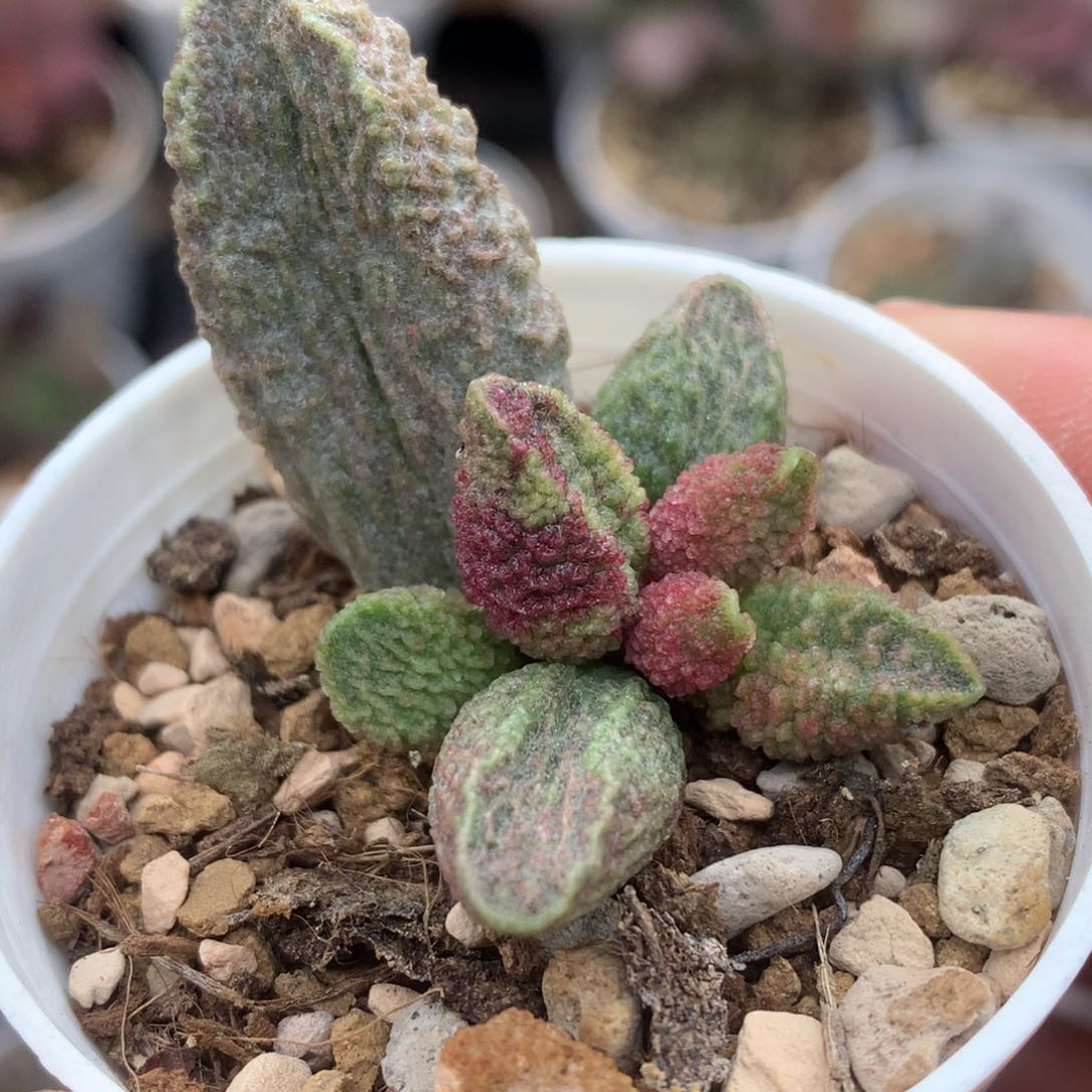 墨渊 多肉植物水泡