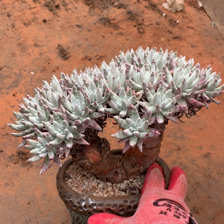 白露，2月8日发货