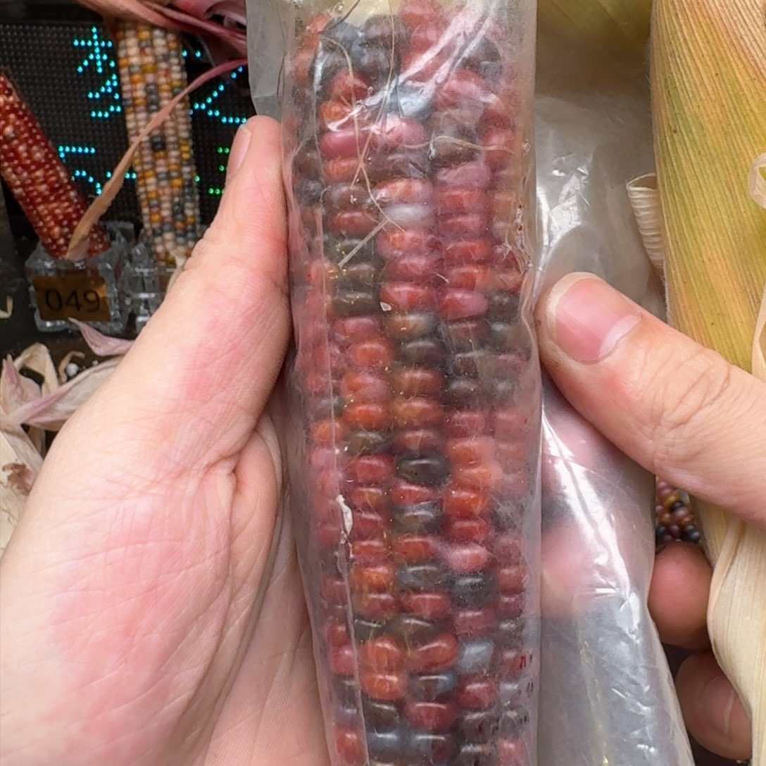 柏香籽/百香籽吊坠幽*