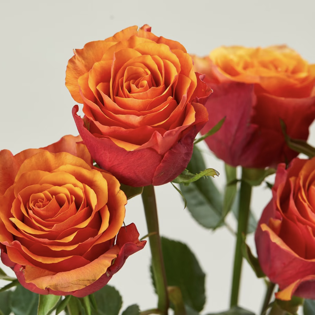 热情西班牙 月季花 抗病耐热耐开 根接苗 原盆原土发货