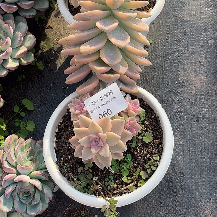 不***见淡雪锦群，一物一拍