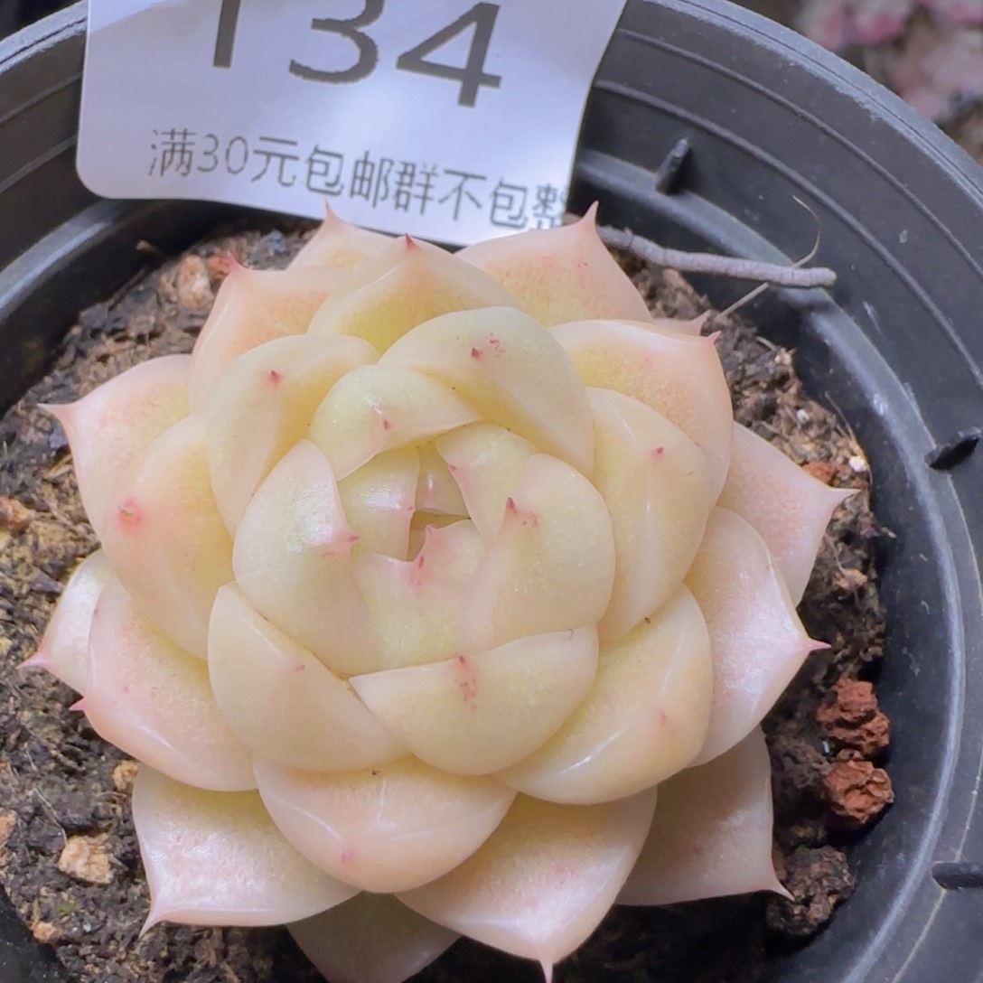 黄透包子麦秆单头