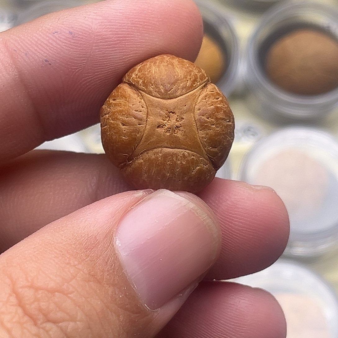 不***李凤眼菩提吊坠4星己打孔