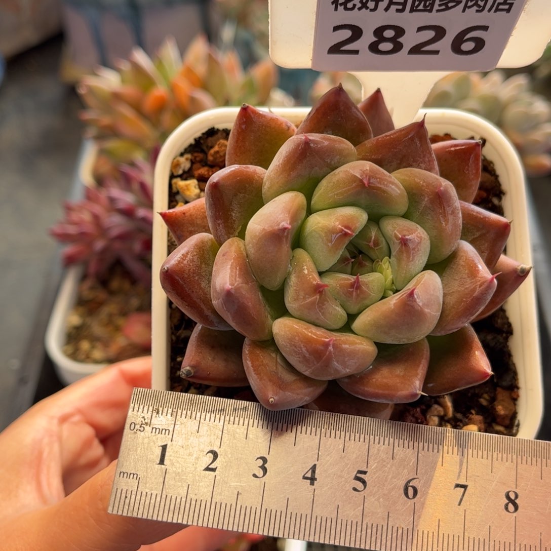 2826 满30包邮，天冷地区必拍保温箱