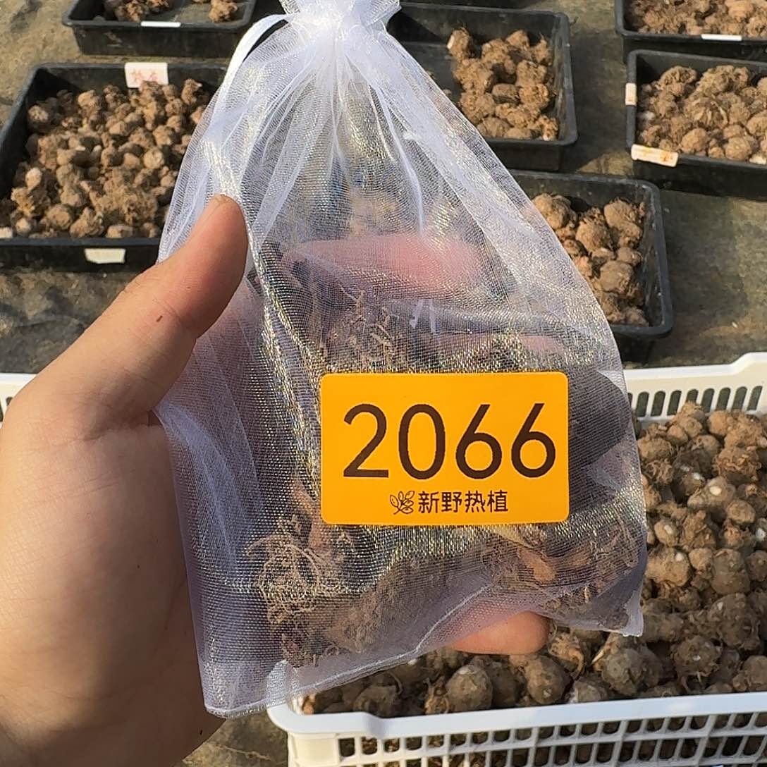 完全开放2066覆盆子裸球不售后