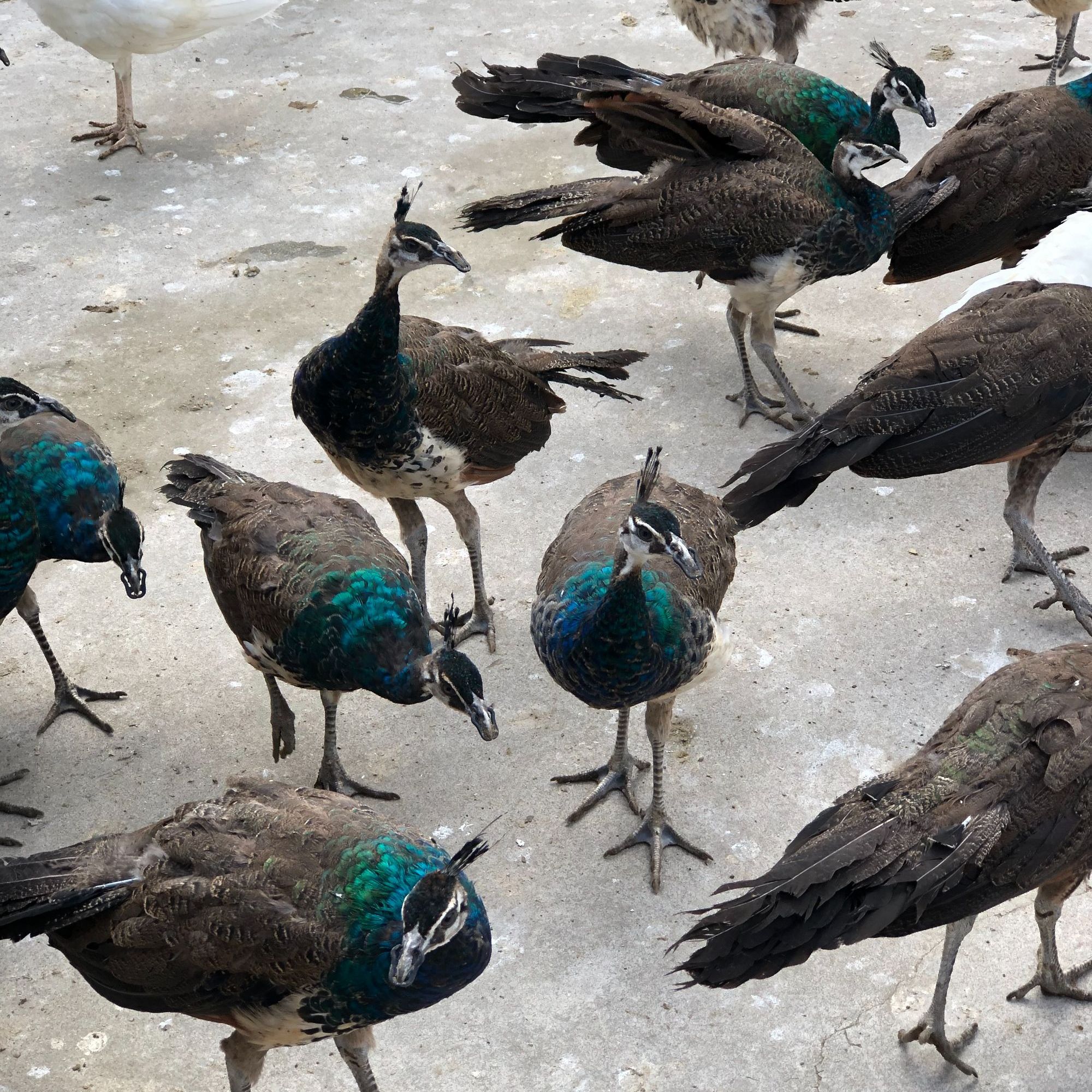 蓝色活体宠物观赏鸡可家庭饲养喂五谷杂粮鸡饲料京东快递发到家