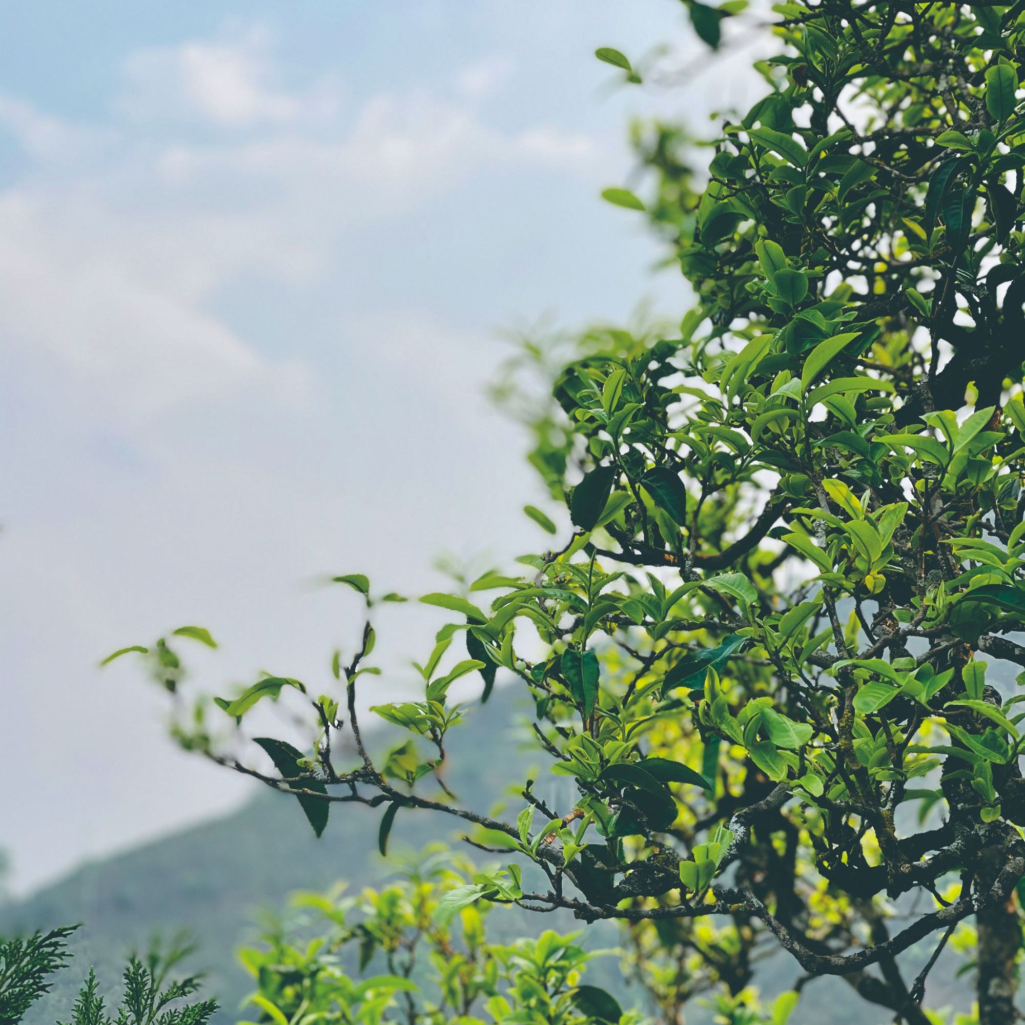 一盏雲茶周边--新年荷香大礼包三生万物！