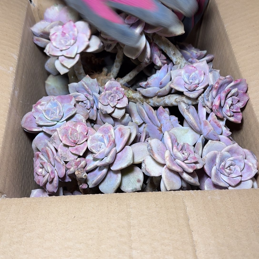 地栽箱拍紫乐多肉