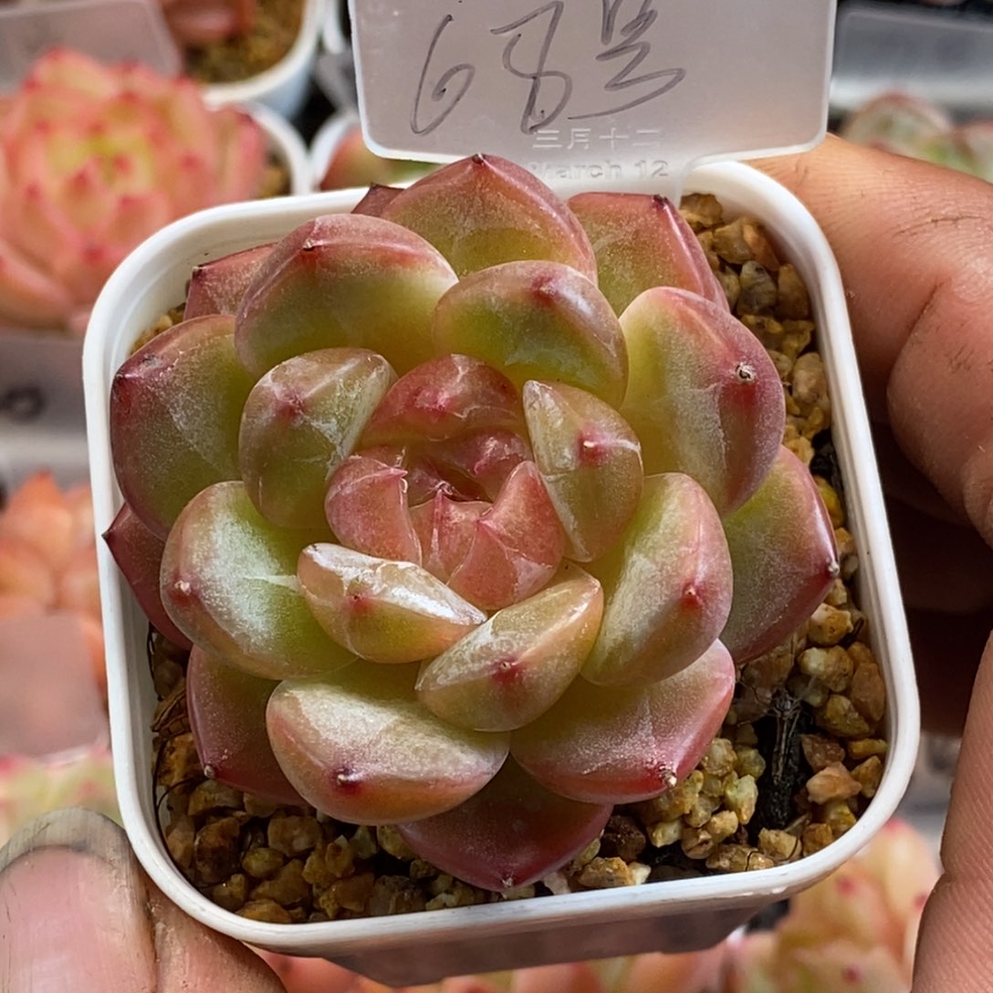 天官赐福百无禁忌