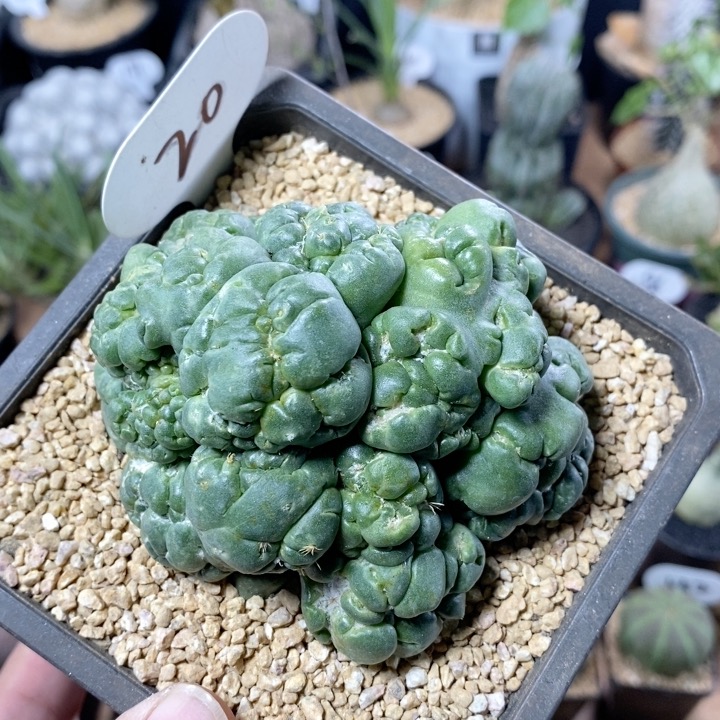 20号象牙石化9cm